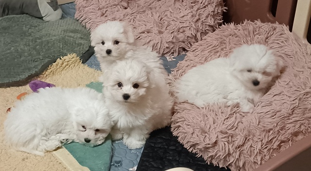 Les 4 bébés à 2 mois
